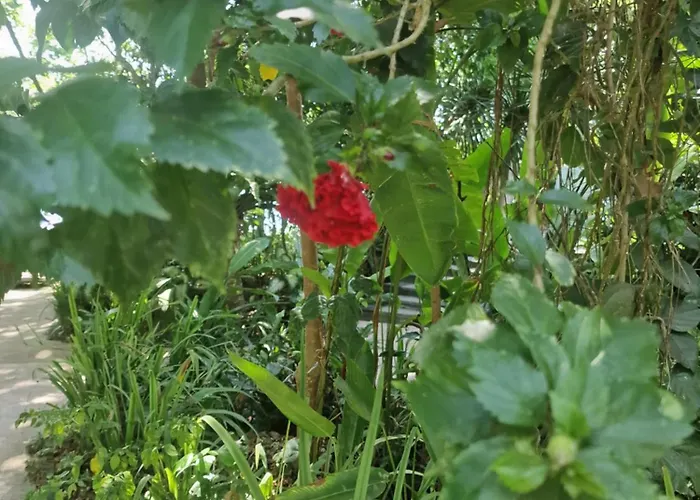 Eco House Bali * Penginuman